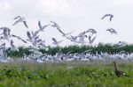 Přednáška - Delta Dunaje