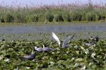 Přednáška - Delta Dunaje