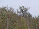 Přednáška - Delta Dunaje