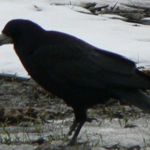 Pálava březen 2006