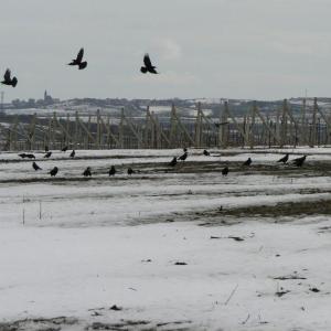 Pálava březen 2006