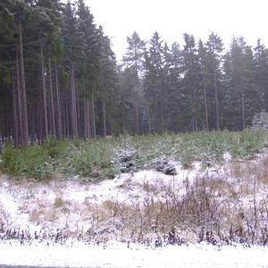 The Report about the Expedition in the Frame of the New Project „Tajga“