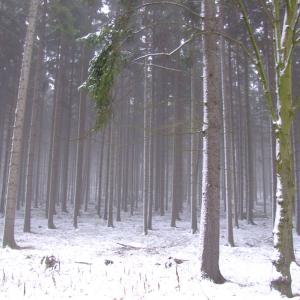 The Report about the Expedition in the Frame of the New Project „Tajga“
