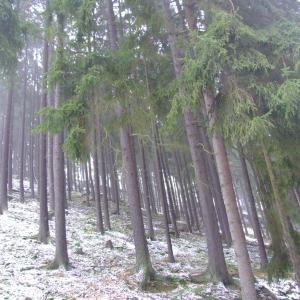 The Report about the Expedition in the Frame of the New Project „Tajga“