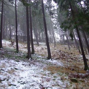 The Report about the Expedition in the Frame of the New Project „Tajga“