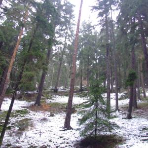 The Report about the Expedition in the Frame of the New Project „Tajga“