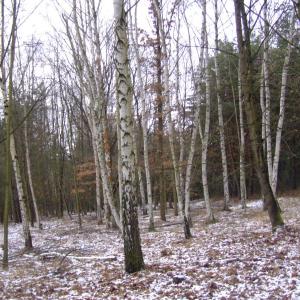 The Report about the Expedition in the Frame of the New Project „Tajga“