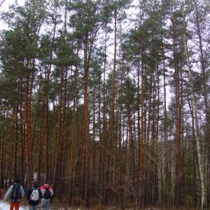 The Report about the Expedition in the Frame of the New Project „Tajga“