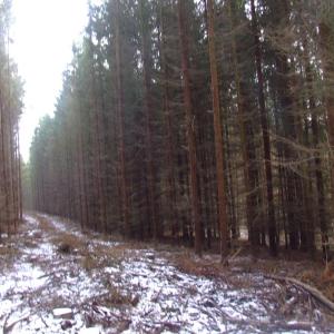 The Report about the Expedition in the Frame of the New Project „Tajga“