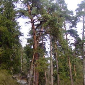 The Report about the Expedition in the Frame of the New Project „Tajga“