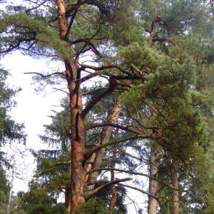 The Report about the Expedition in the Frame of the New Project „Tajga“