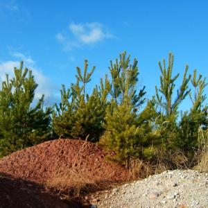 The Report about the Expedition in the Frame of the New Project „Tajga“