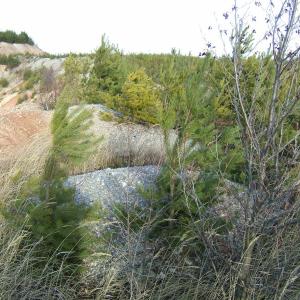 The Report about the Expedition in the Frame of the New Project „Tajga“