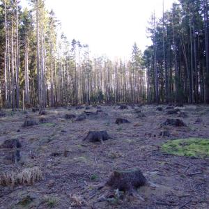 Report of the Third Expedition of the Taiga Project