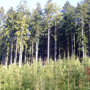 Report of the Third Expedition of the Taiga Project