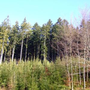 Report of the Third Expedition of the Taiga Project