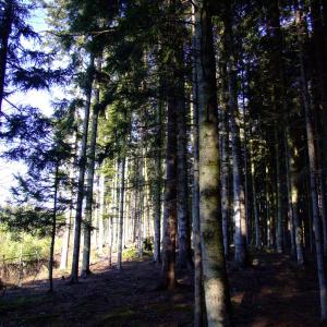 Report of the Third Expedition of the Taiga Project