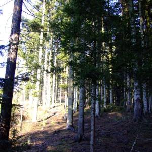 Report of the Third Expedition of the Taiga Project