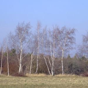 Report of the Third Expedition of the Taiga Project