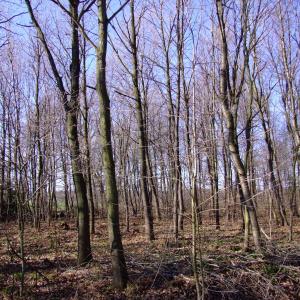 Report of the Third Expedition of the Taiga Project
