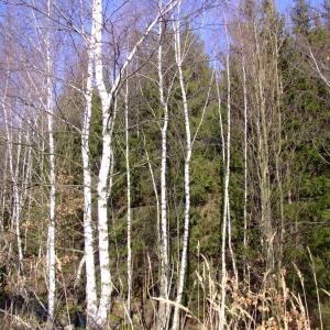 Report of the Third Expedition of the Taiga Project