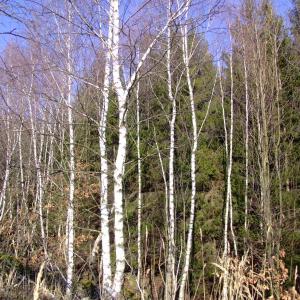 Report of the Third Expedition of the Taiga Project