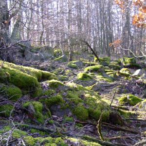Report of the Third Expedition of the Taiga Project