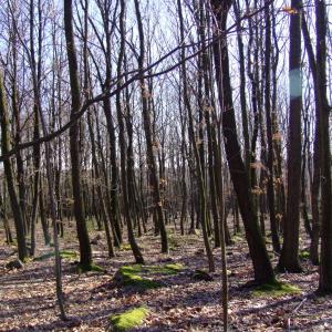 Report of the Third Expedition of the Taiga Project