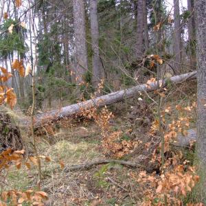 Report of the Third Expedition of the Taiga Project