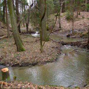 Report of the Third Expedition of the Taiga Project