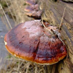 Report of the Third Expedition of the Taiga Project