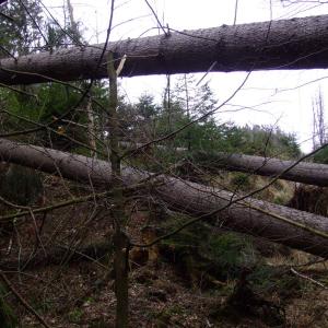 Report of the Third Expedition of the Taiga Project