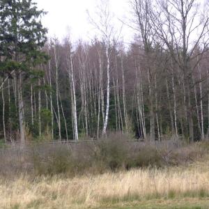 Report of the Third Expedition of the Taiga Project
