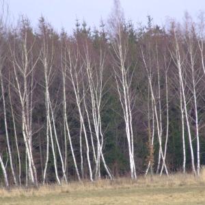 Report of the Third Expedition of the Taiga Project