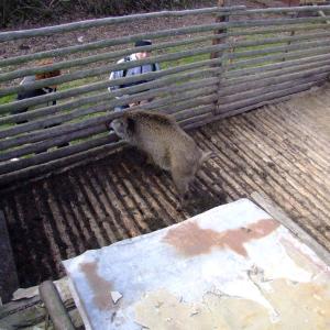 Report of the Third Expedition of the Taiga Project