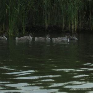 Ohlédnutí: Expedice Delta Dunaje 2007