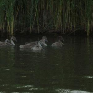 Ohlédnutí: Expedice Delta Dunaje 2007