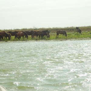Ohlédnutí: Expedice Delta Dunaje 2007