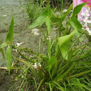 Ohlédnutí: Expedice Delta Dunaje 2007