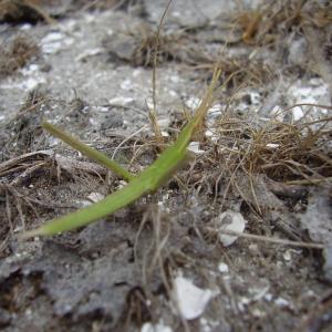 Ohlédnutí: Expedice Delta Dunaje 2007