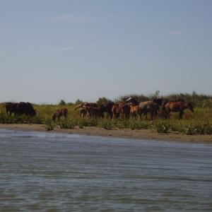 Ohlédnutí: Expedice Delta Dunaje 2007