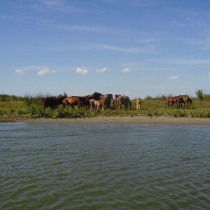 Ohlédnutí: Expedice Delta Dunaje 2007