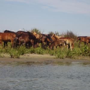 Ohlédnutí: Expedice Delta Dunaje 2007