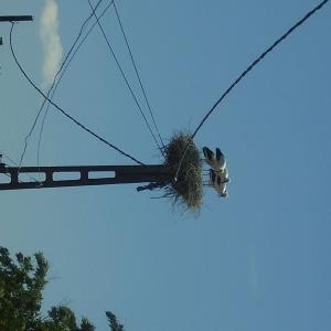 Ohlédnutí: Expedice Delta Dunaje 2007
