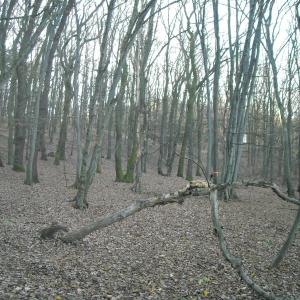 Krčský les