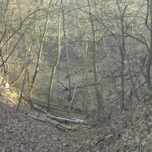 Krčský les