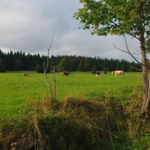 Sekunda a kvarta na výpravě za kůrovcem