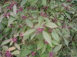 Botanická zahrada - Troja