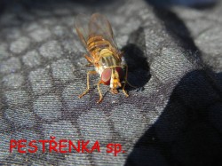 Poslední expedice - Kvilda (druhy)