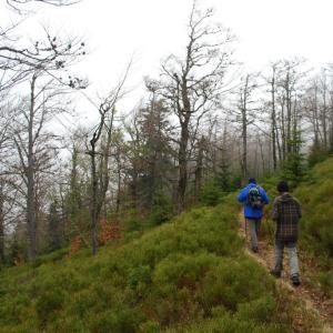 Malá Fatra, Lúčanská Fatra, Martinské hole